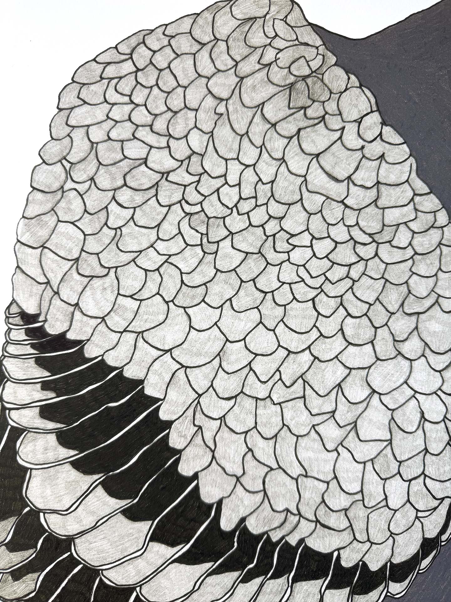 The Pigeon