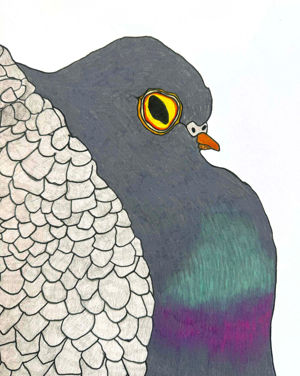 The Pigeon