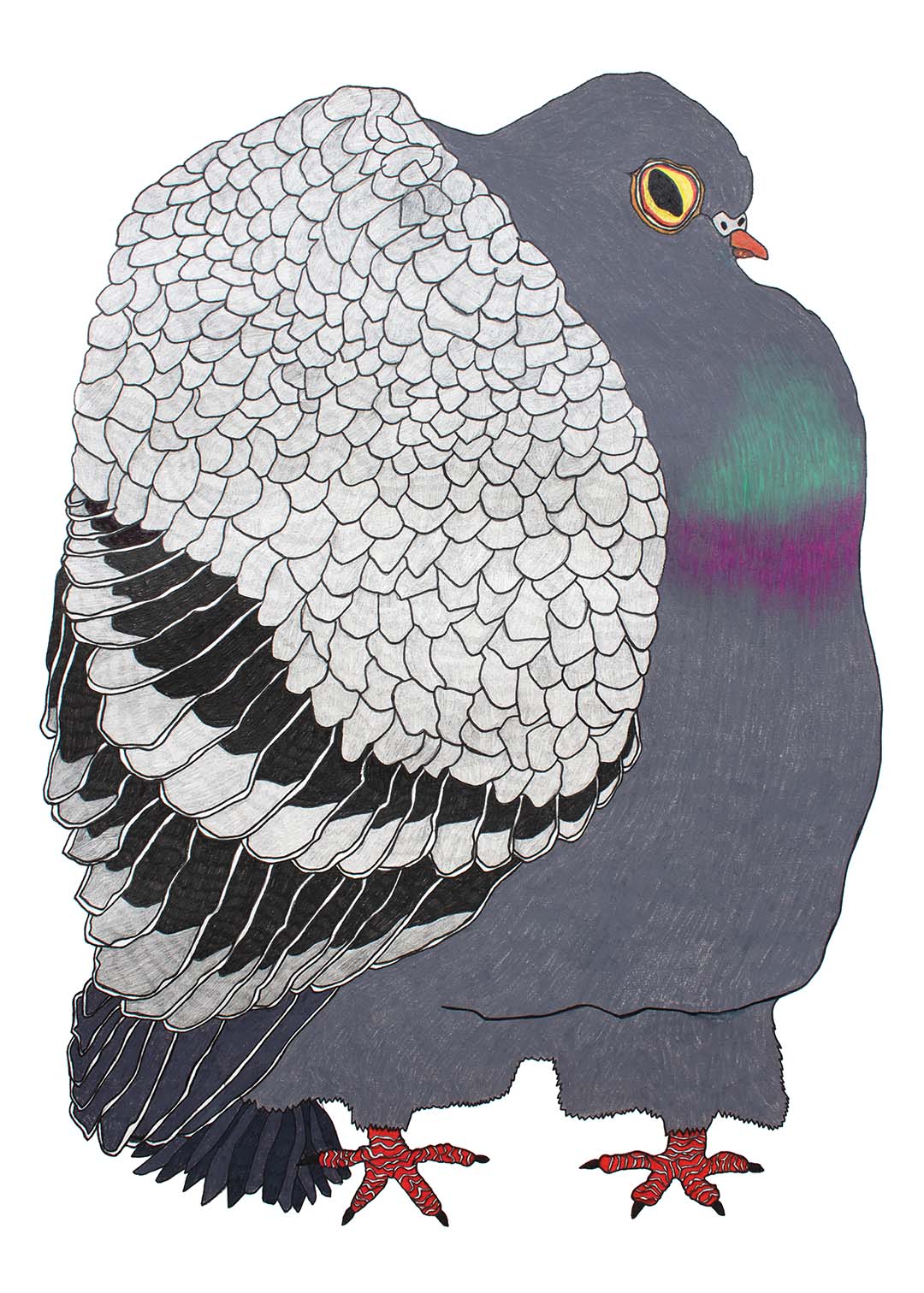 The Pigeon