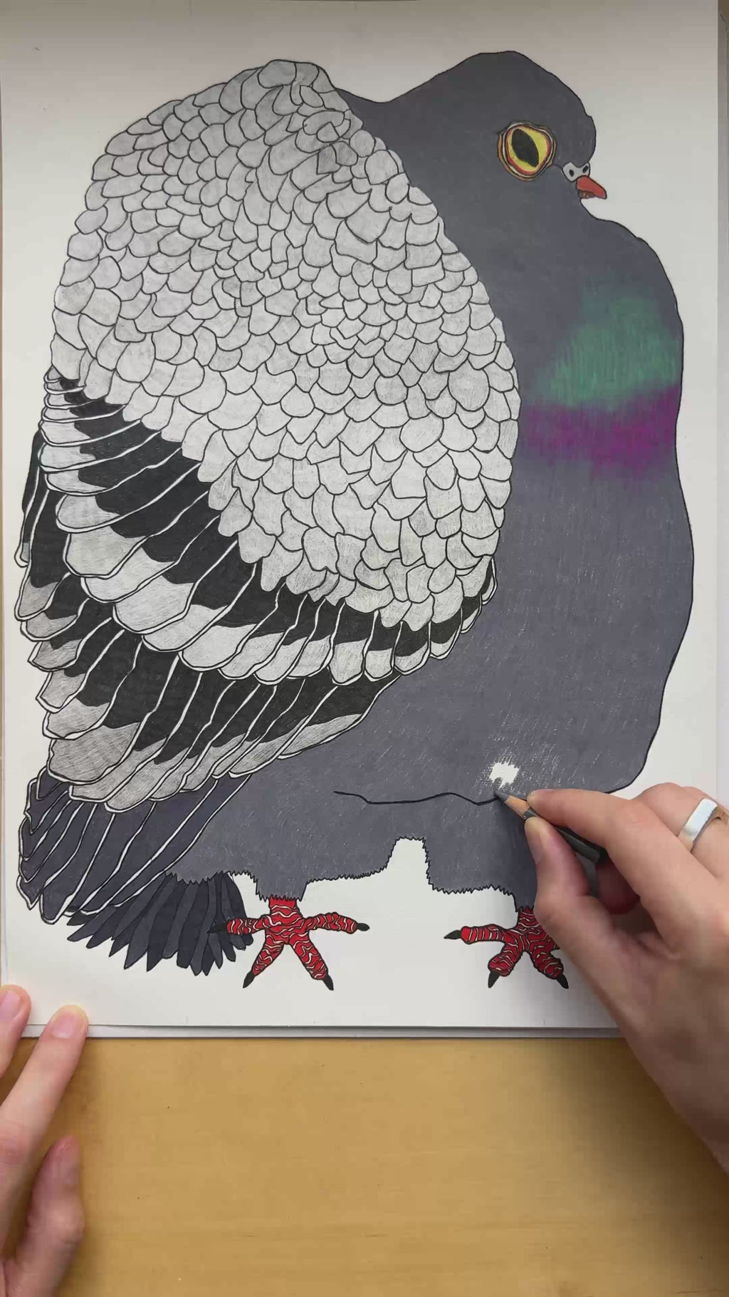 The Pigeon